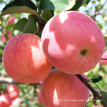 2021 new fresh fruits red Fuji apples